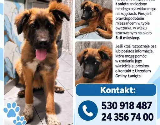 Zaginął pies w Łaniętach – szukamy właściciela lub nowego domu