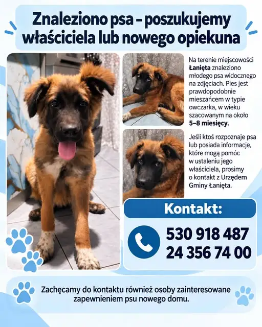 Zaginął pies w Łaniętach – szukamy właściciela lub nowego domu