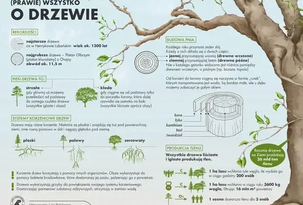 Światowy Dzień Drzewa 2026 – dlaczego drzewa są kluczowe dla naszego życia?