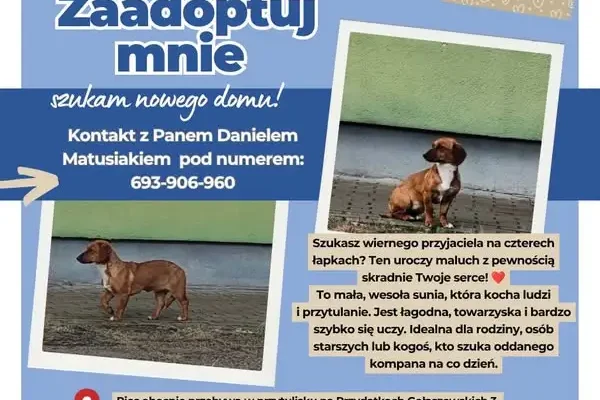 Pies odłowiony w Grabkowie szuka nowego domu